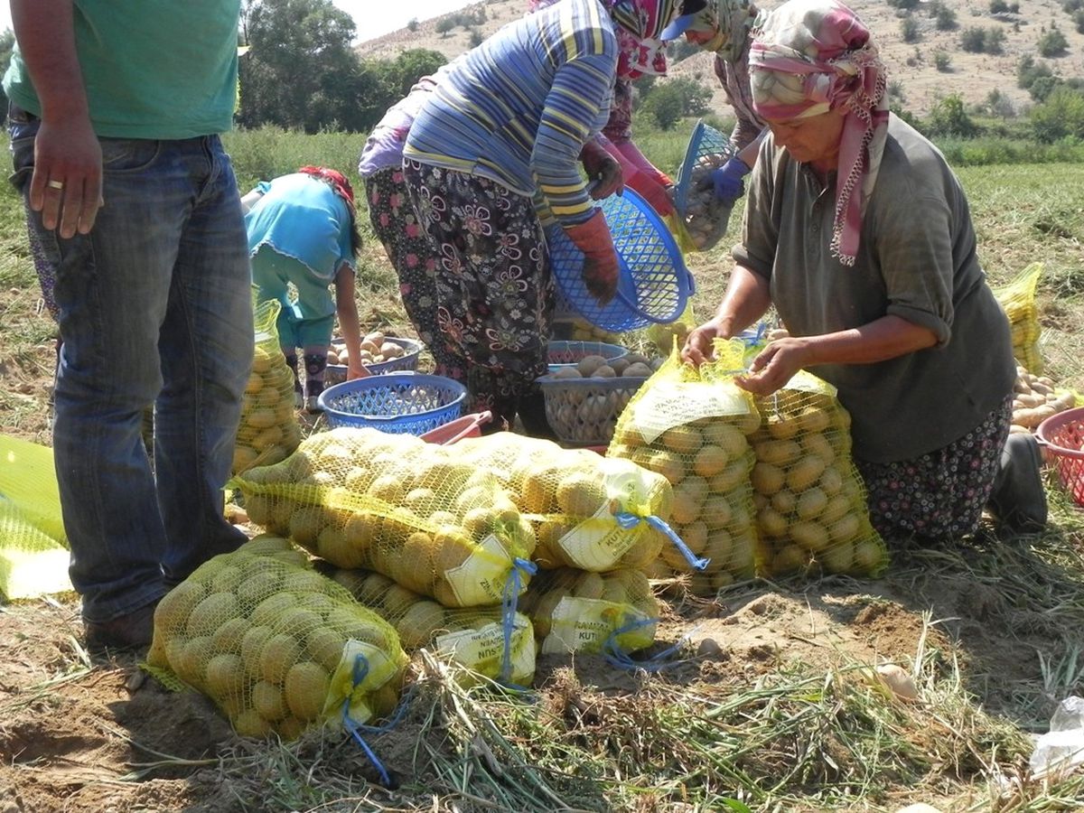 Tarlada Kalan Ödemiş Patatesleri Ramazan Erzağı Oluyor