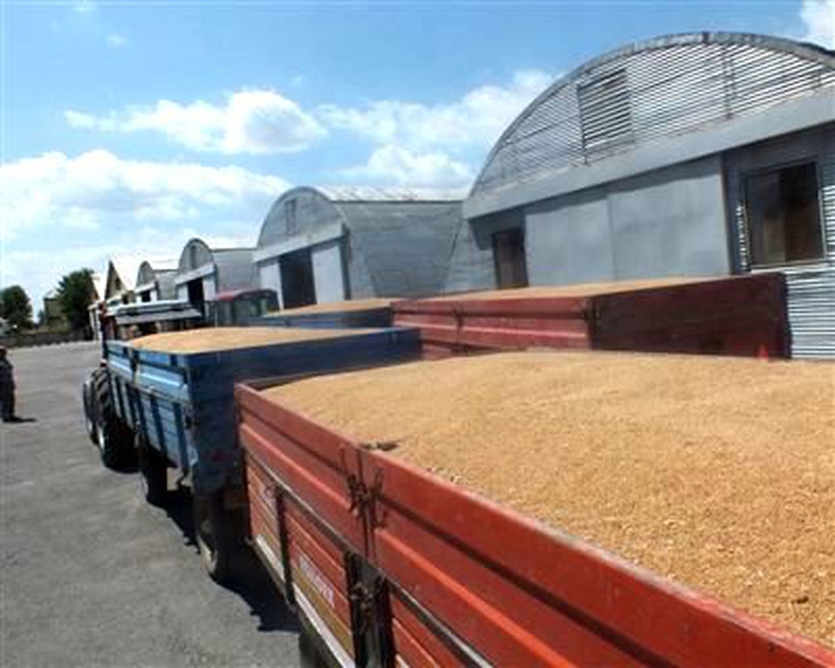 Tekirdağ Genelinde Toplam 112 Bin 632 Ton Buğday Alındı