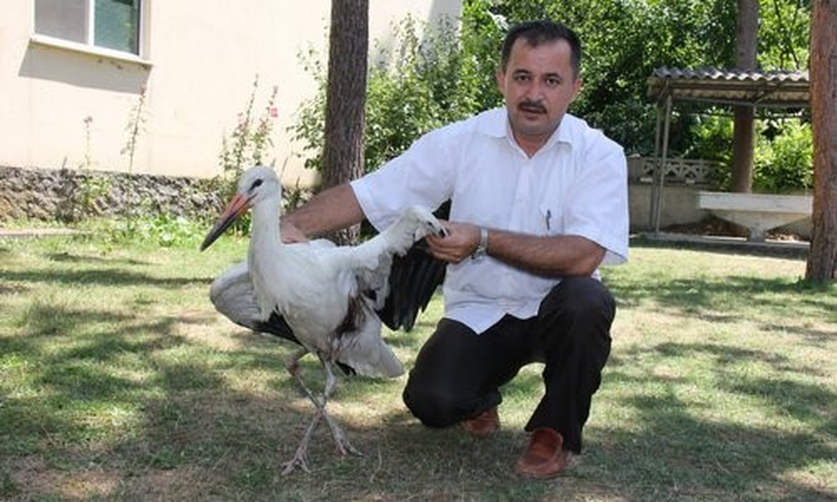 Yaralı Leyleğe Cami İmamından Bakım