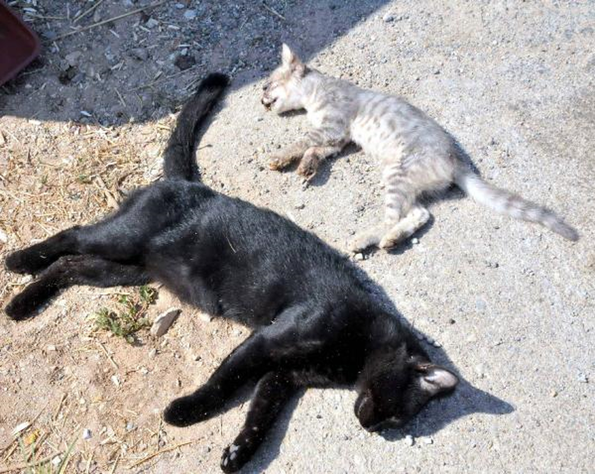 Bodrum\'da Kedi Katliamı