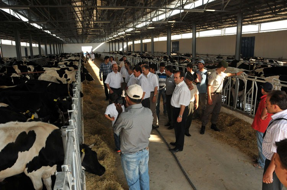 Demiryurt\'ta Köylülere 300 Gebe Düve Dağıtıldı