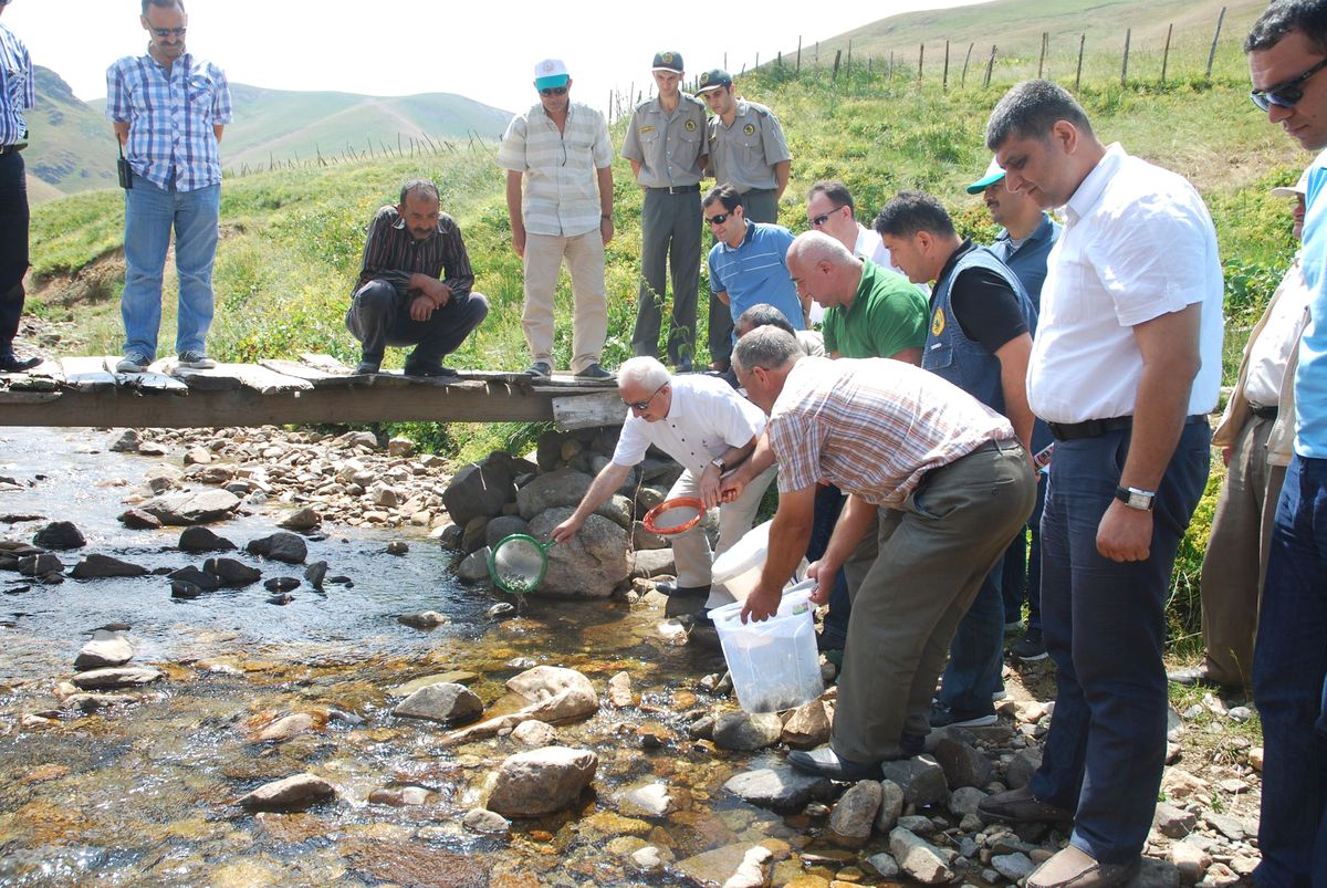 Giresun\'da 10 Bin Kırmızı Benekli Yavru Alabalık Dereye Bırakıldı