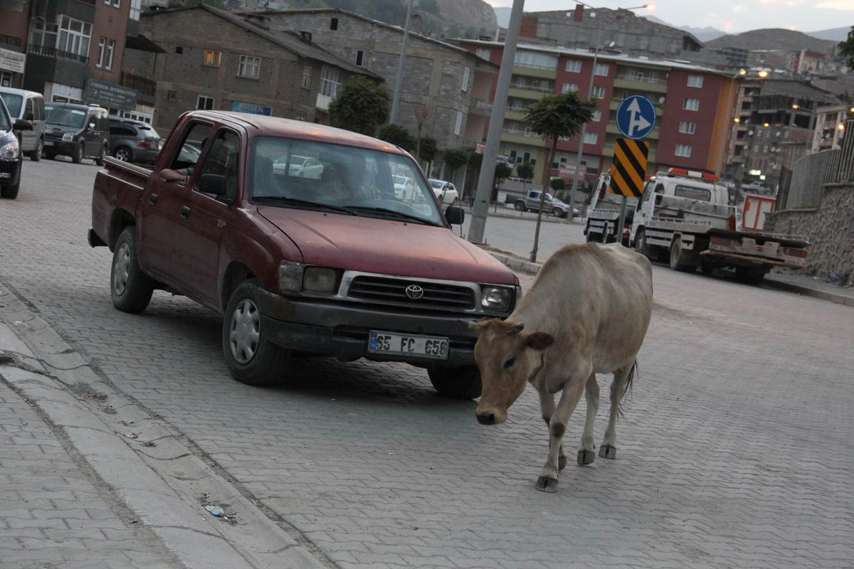 İneğe Çarpmamak İçin Neredeyse Canından Oluyordu