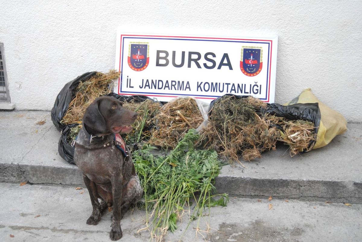 Jandarma\'dan \'Acil\' Baskın