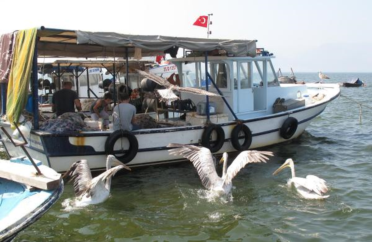 Pelikanlar İzmir Körfezi\'nde