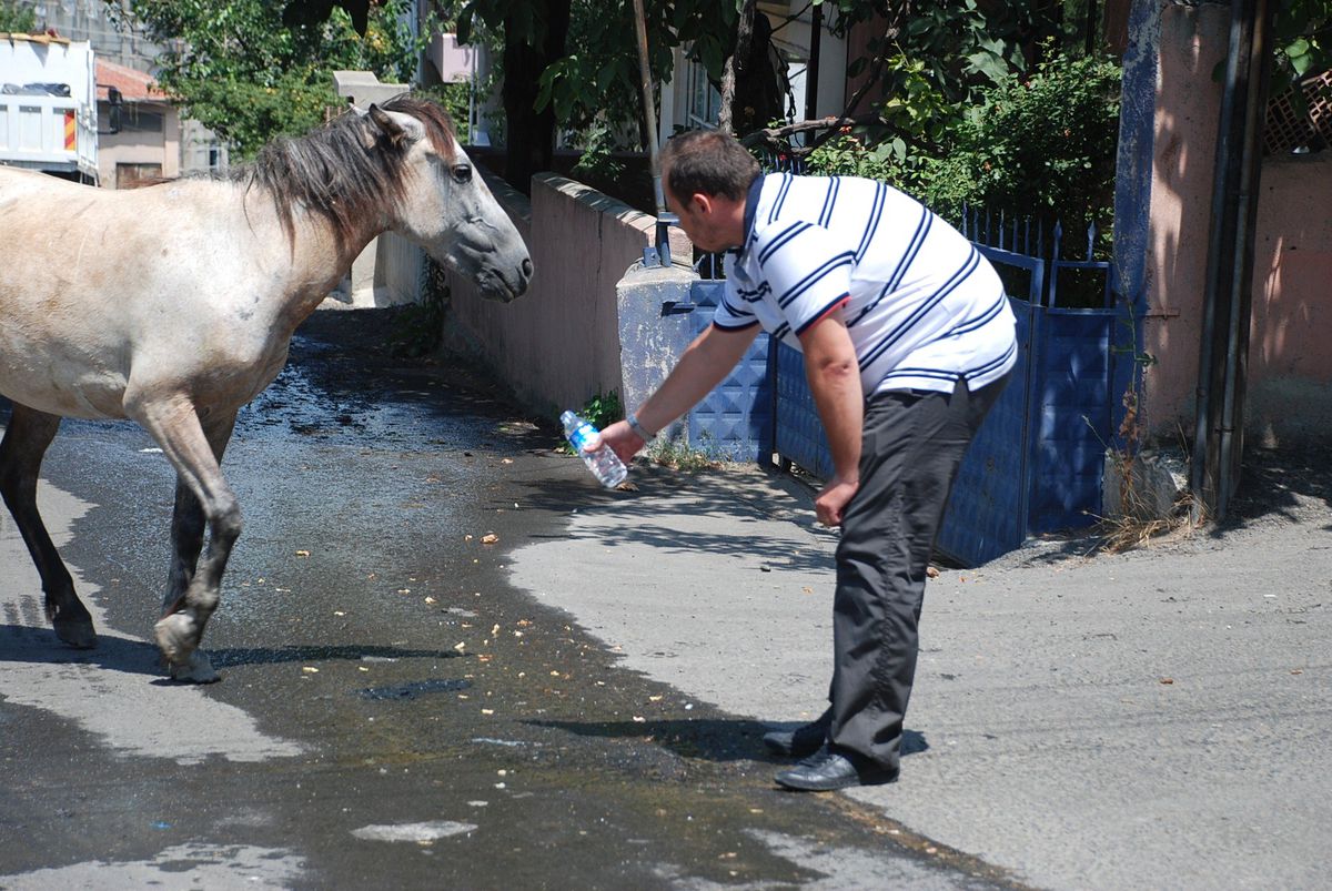 Sıcaklar Hayvanları da Etkiledi