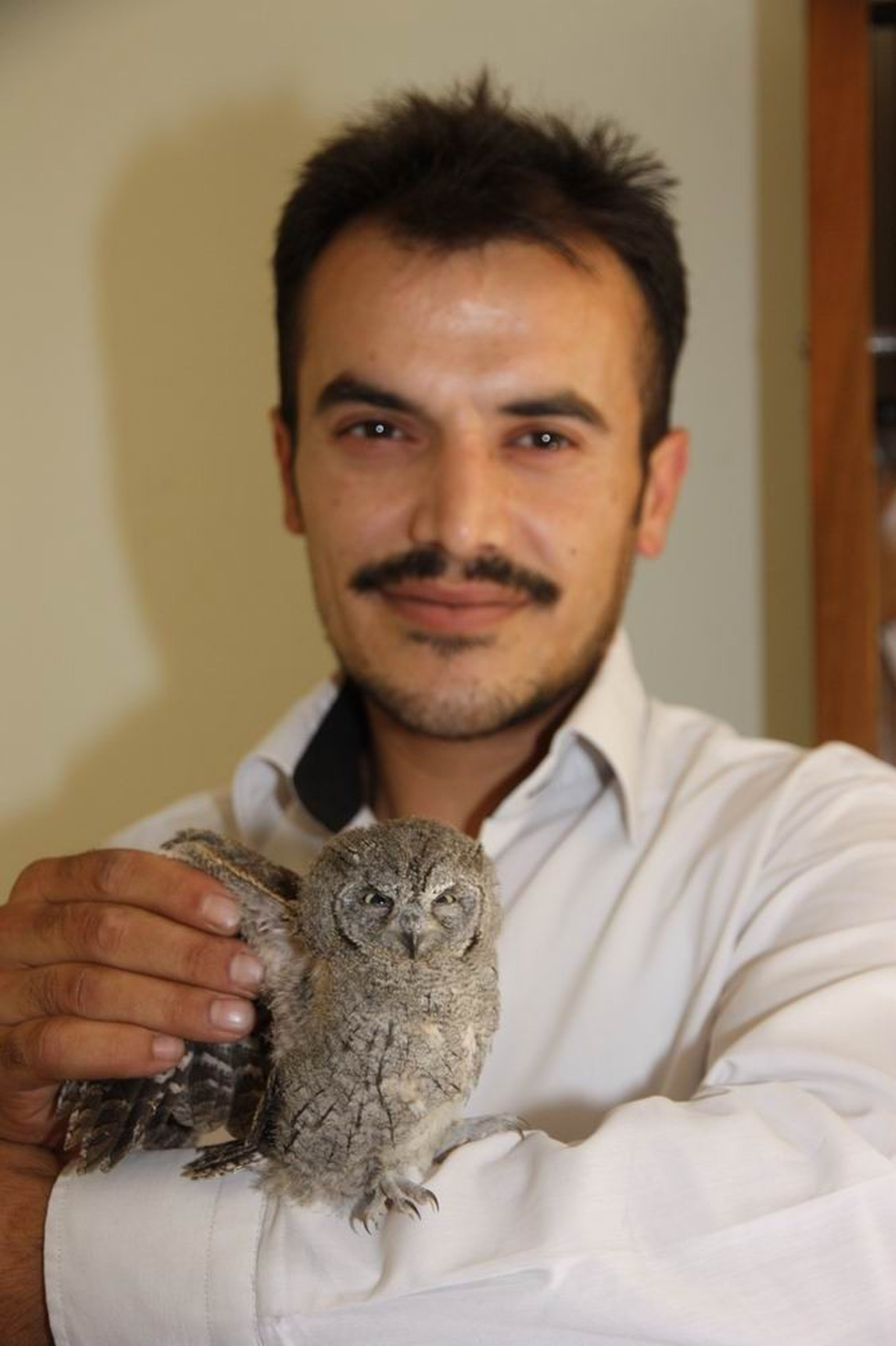 Sıcaktan Bunalan Baykuş Yolunu Şaşırdı