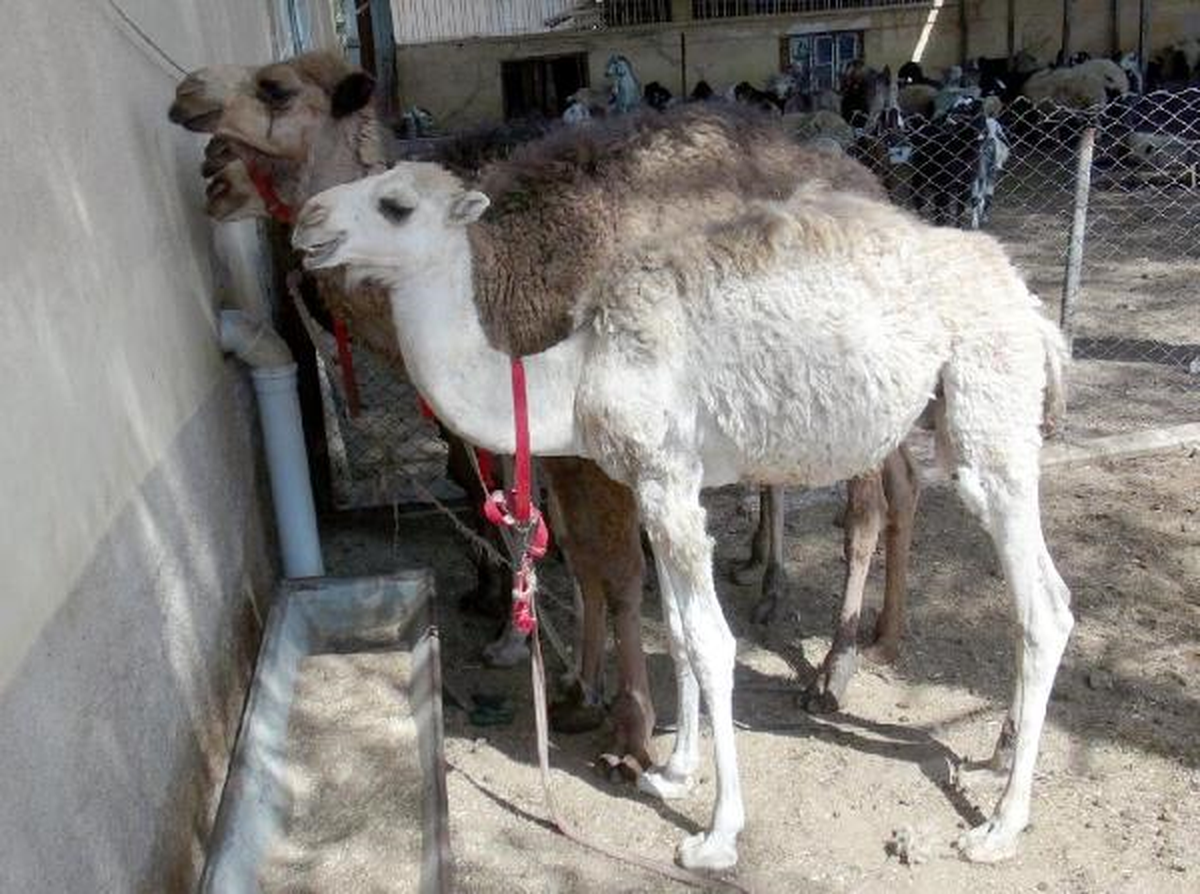 Suriye\'den Kaçan Sahipsiz 4 Deve Sınırı Aşıp Kilis\'e Geldi