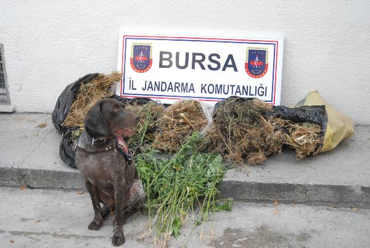 Uyuşturucu Operasyonunda \'Acil\' Jandarmanın En Büyük Yardımcısı