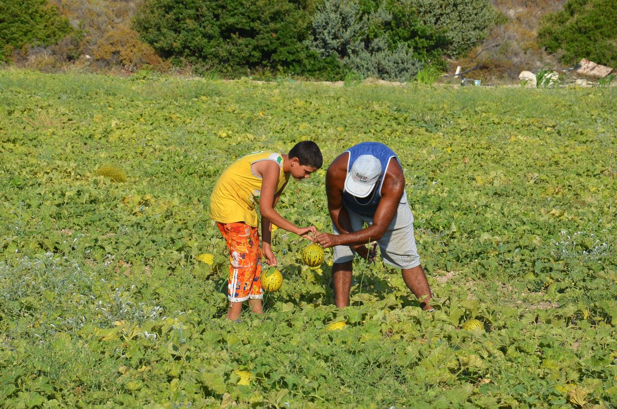 Çeşme Kavunu Eskimiyor