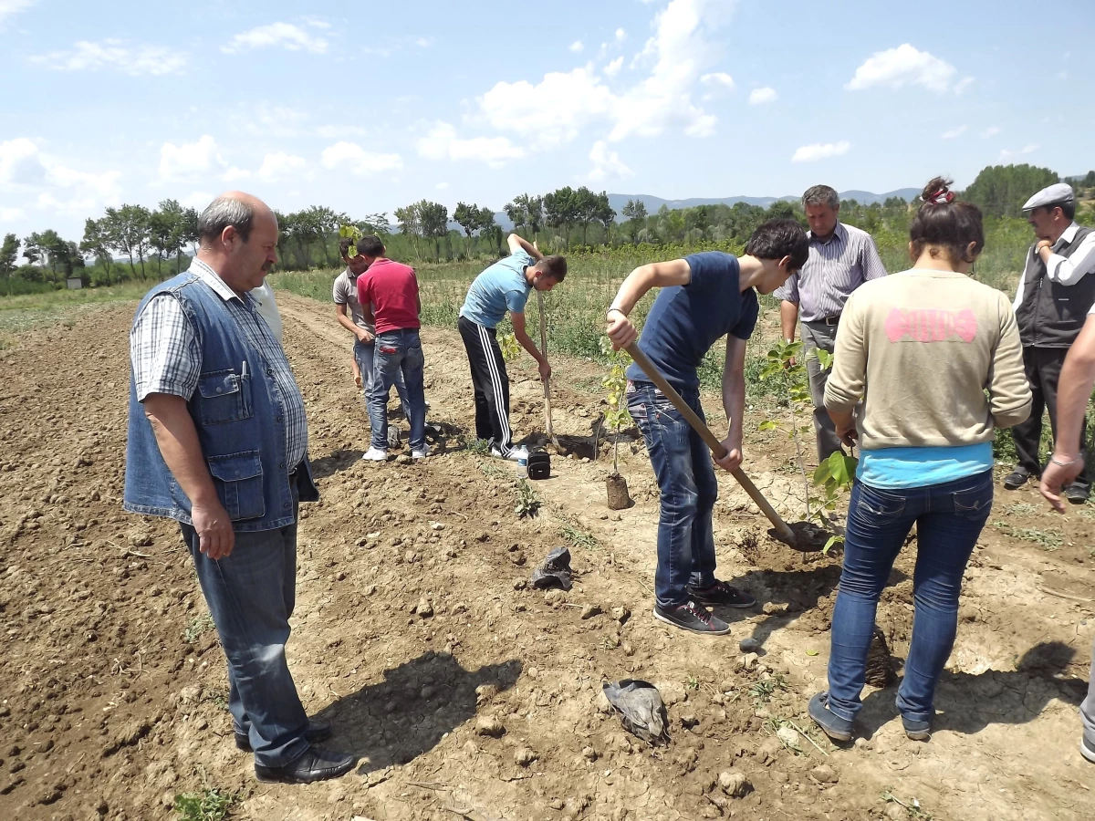 Çocuk Esirgeme Kurumu Öğrencileri Daday\'da Fidan Dikti