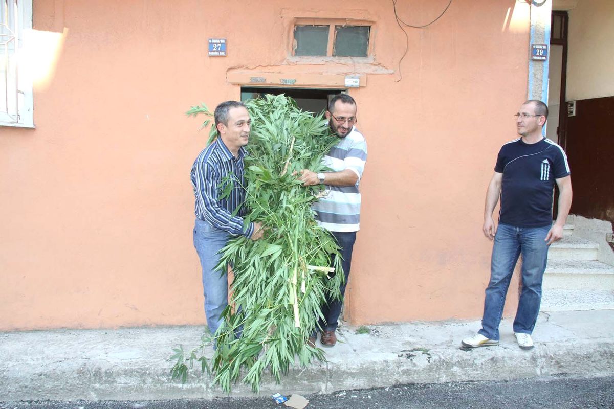 İnegöl\'de Hint Keneviri Operasyonu