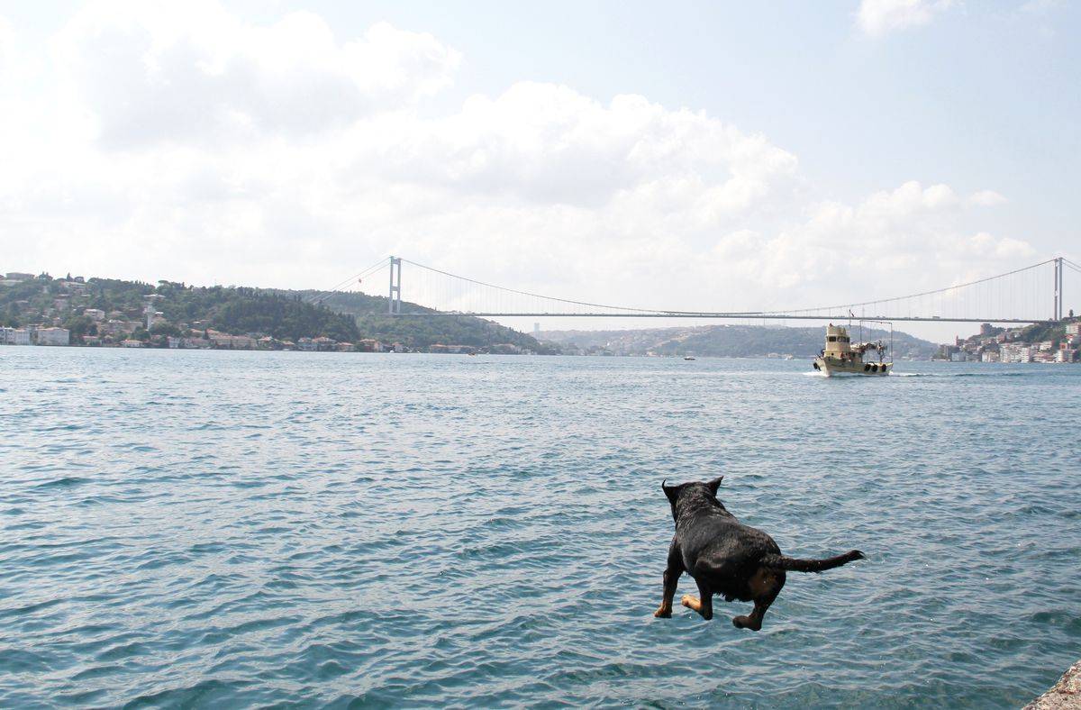 Sıcaktan Bunalan Paşa, Boğazda Serinledi