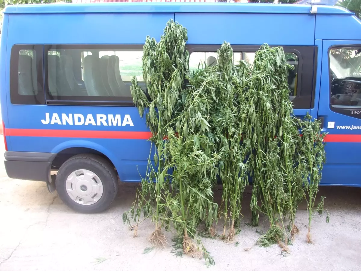 Bafra\'da 27 Kök Hint Keneviri Ele Geçirildi