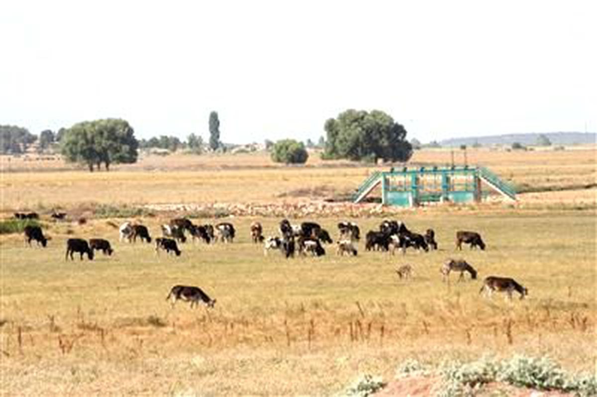 Beyşehir\'de Suyla Buluşan Meralar Yüz Güldürdü