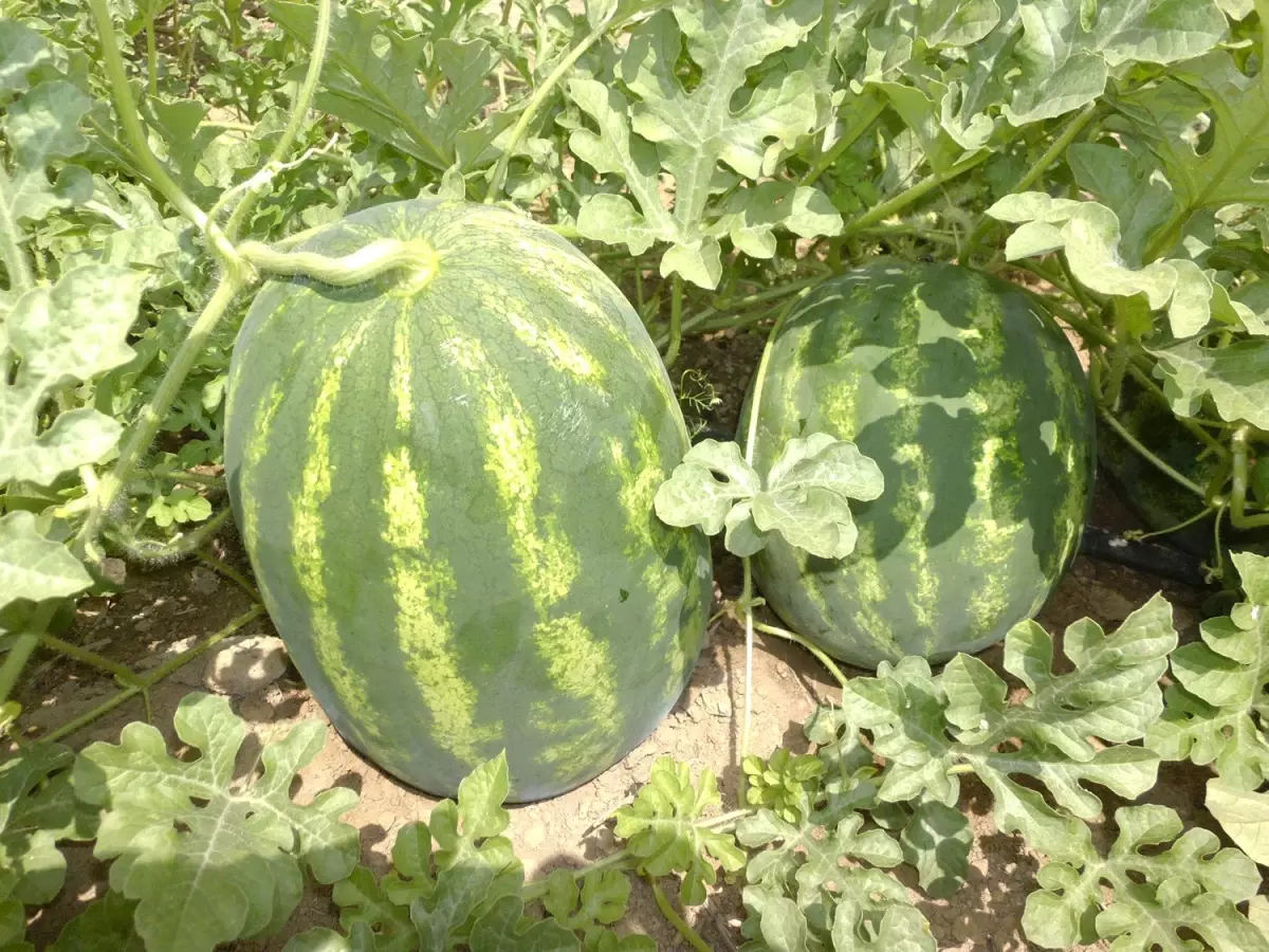 Çiftçiler Ürün Çeşitleme Çalışmalarından Memnun