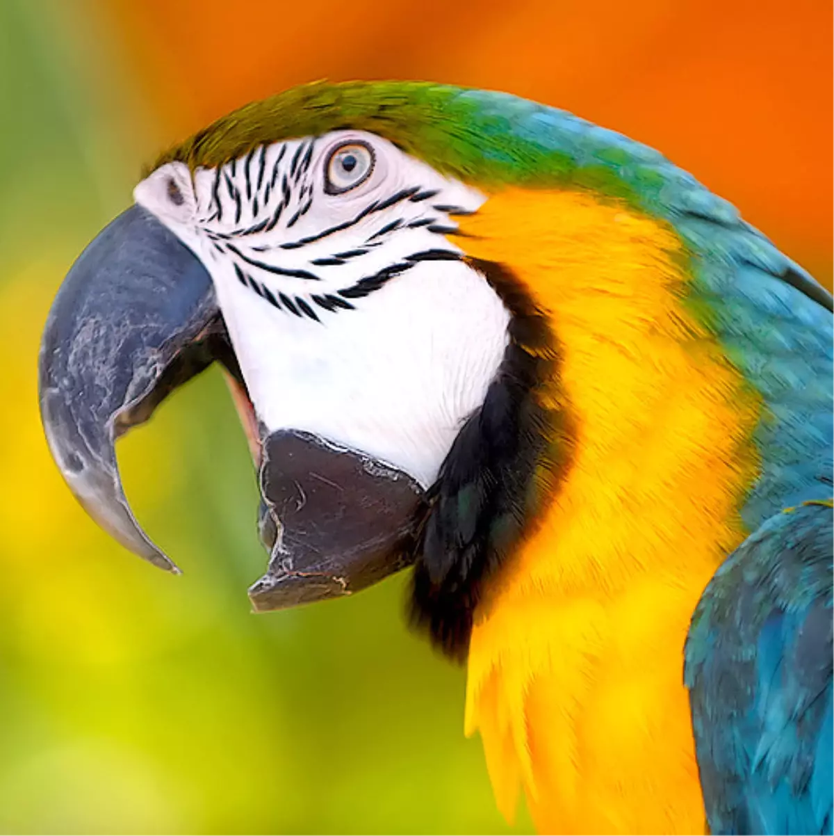 Hırsızı 'Papağan' Yakalattı