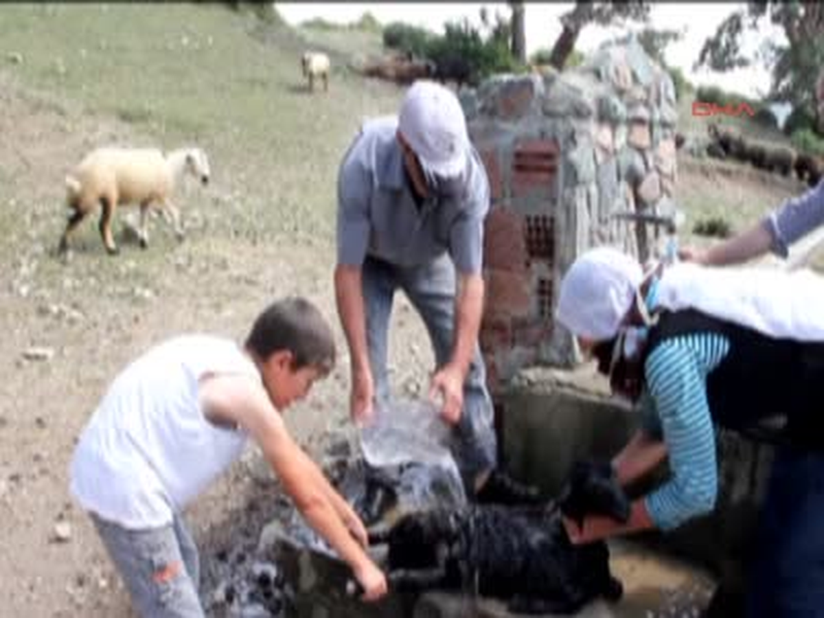 Koyun ve Kuzulara Soğuk Duş