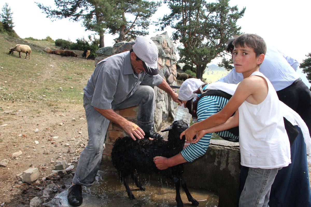 Kuzulara Soğuk Duş
