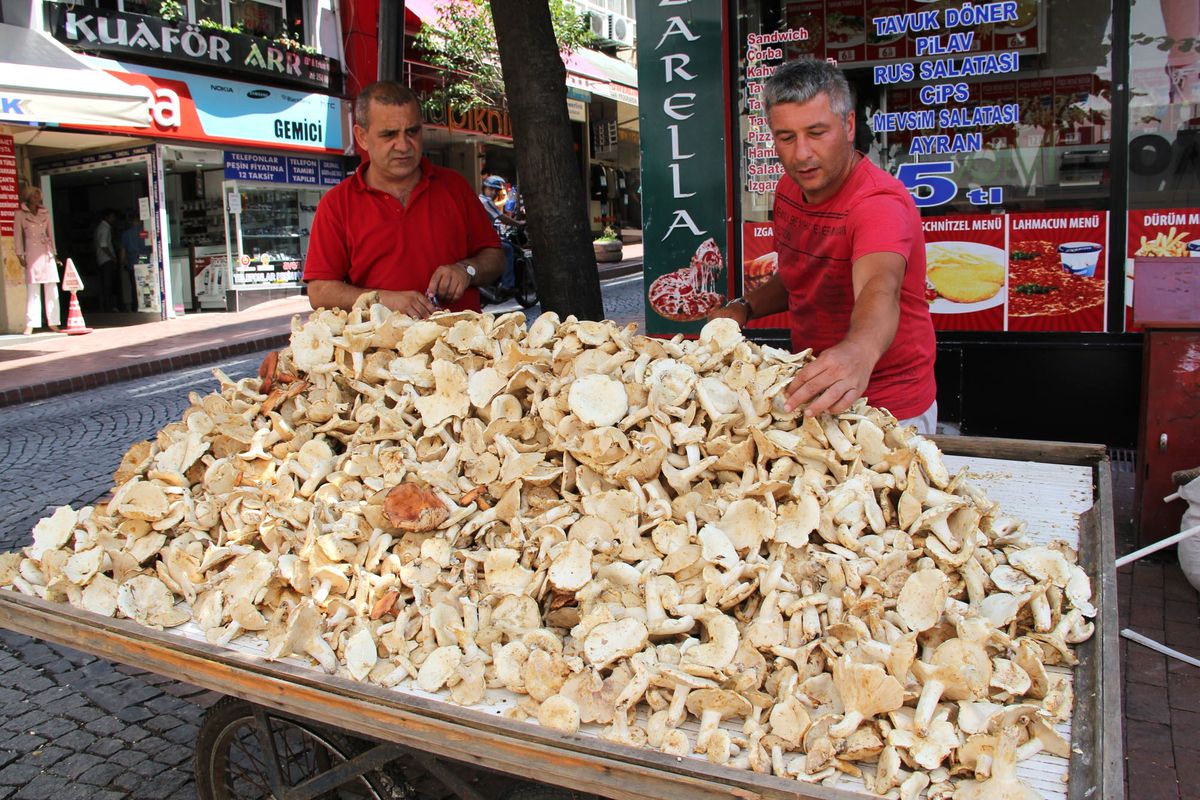 Mantarlar Yüz Güldürüyor