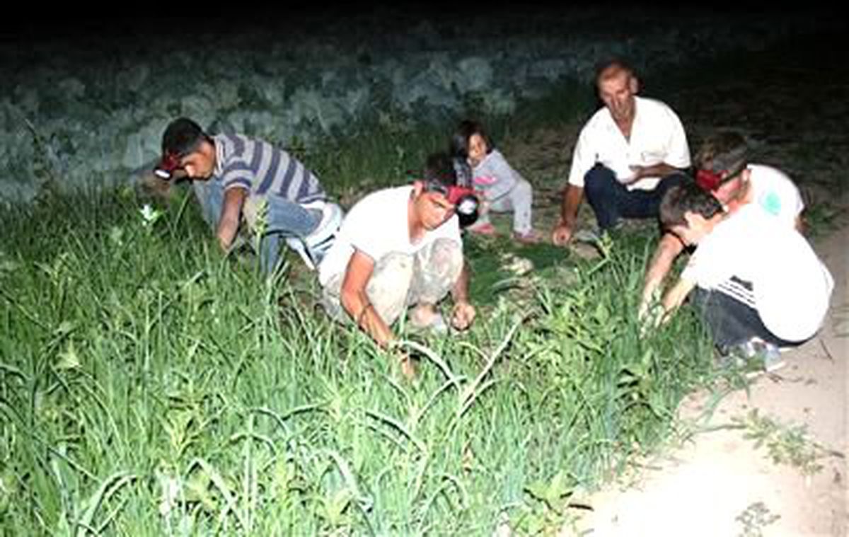 Sebze Üreticilerinin Gece Mesaisi