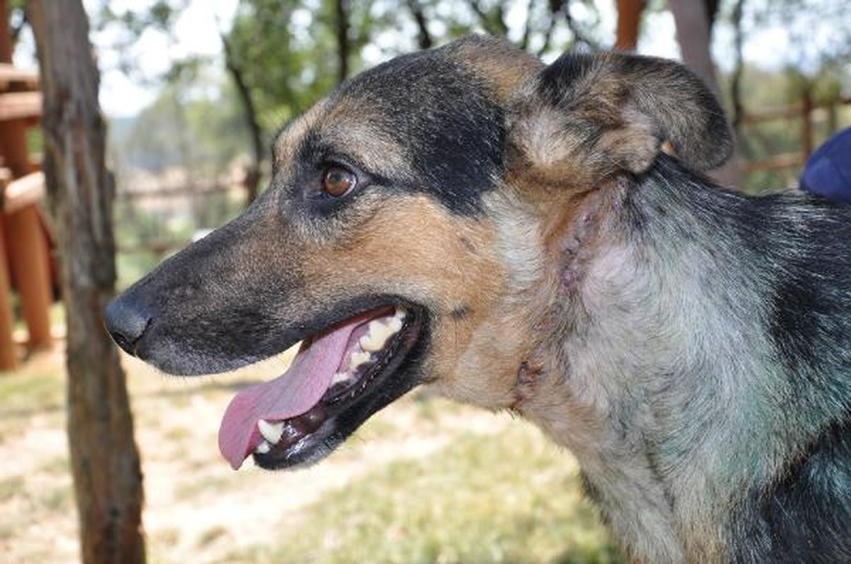 Yavruyken Boynuna Bağlanan İp Nedeniyle 56 Dikiş Atılan Köpek Sağlığına Kavuştu