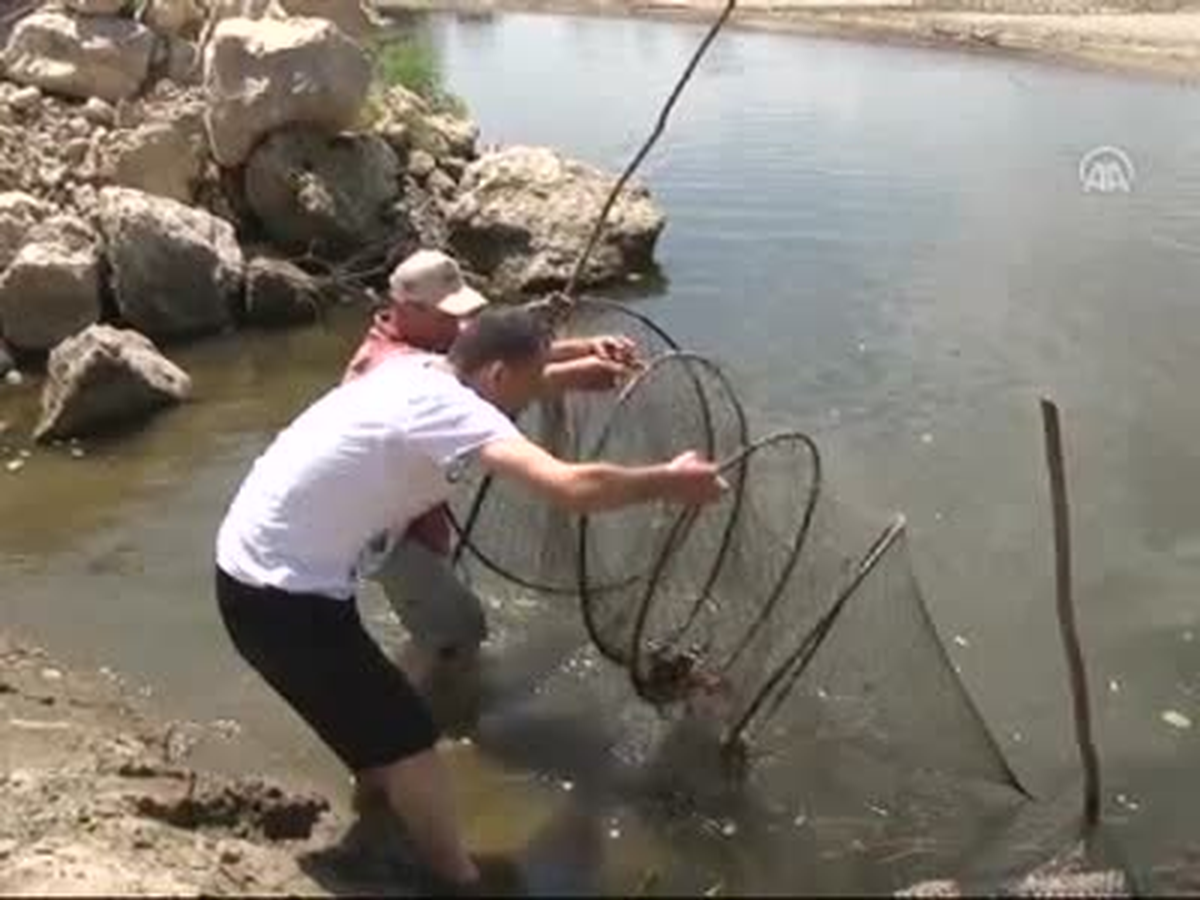 Balıkçı Ağlarına Pirana Takıldı