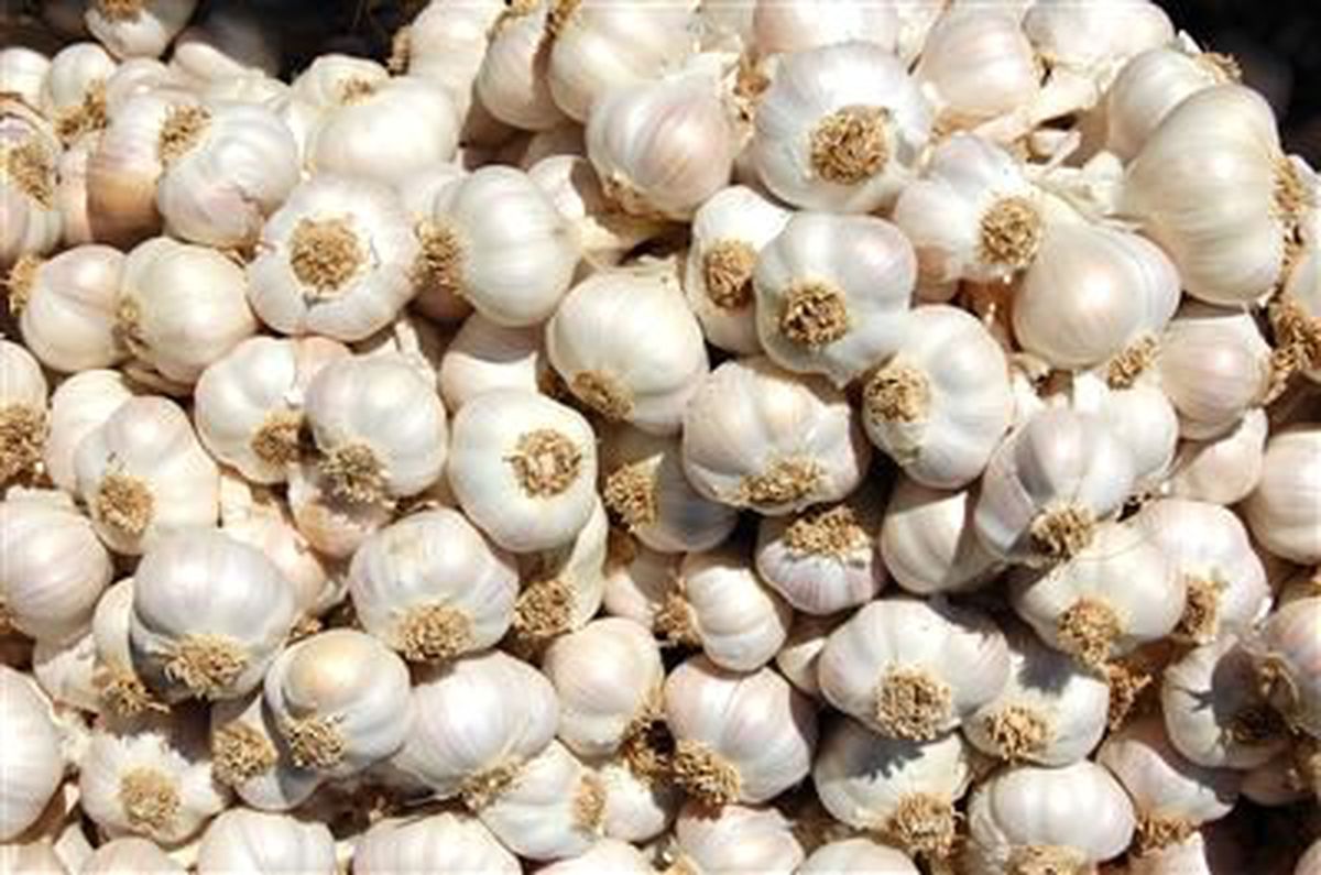 Taşköprü\'de Sarımsak Üreticisi Umutlu