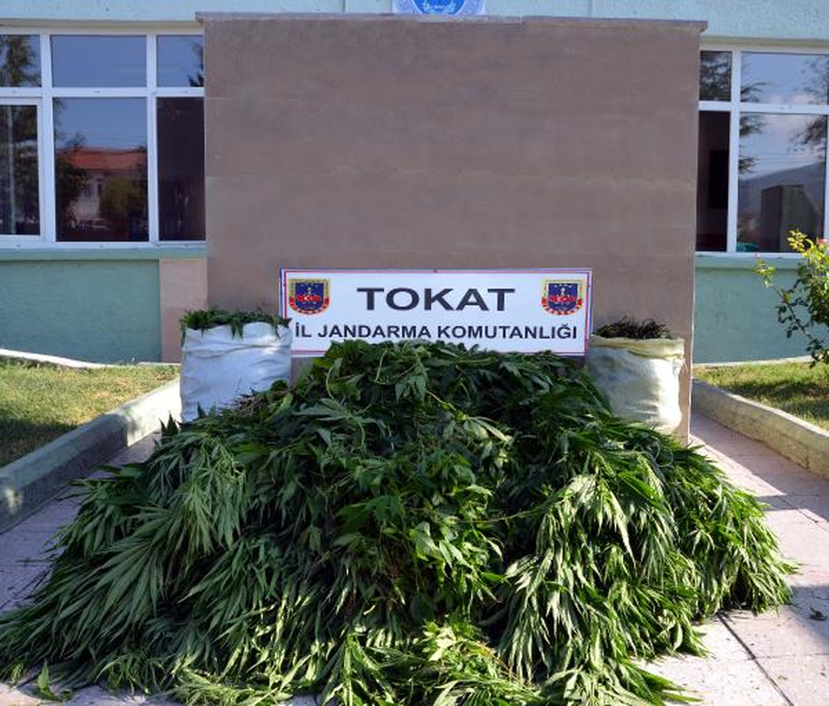 Tokat\'ta 22 Kilo Esrar ile 1605 Kök Hintkeneviri Ele Geçirildi