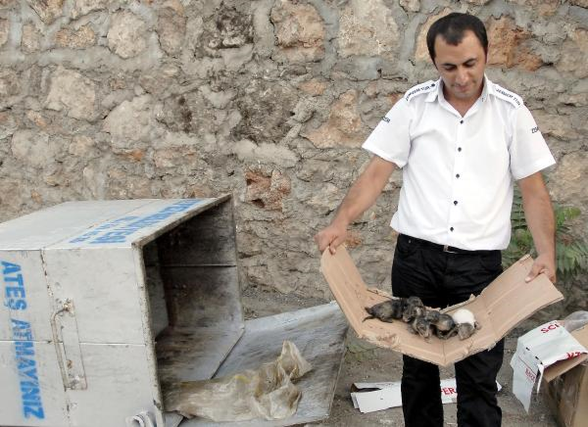 Yeni Doğan 5 Yavru Kediyi Çuvala Koyup Çöpe Attılar