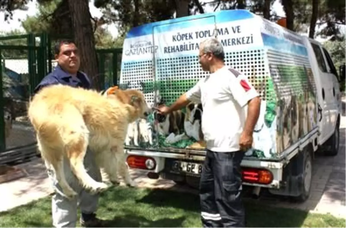 Aç ve Susuz Köpekler İçin Seferberlik Çağrısı