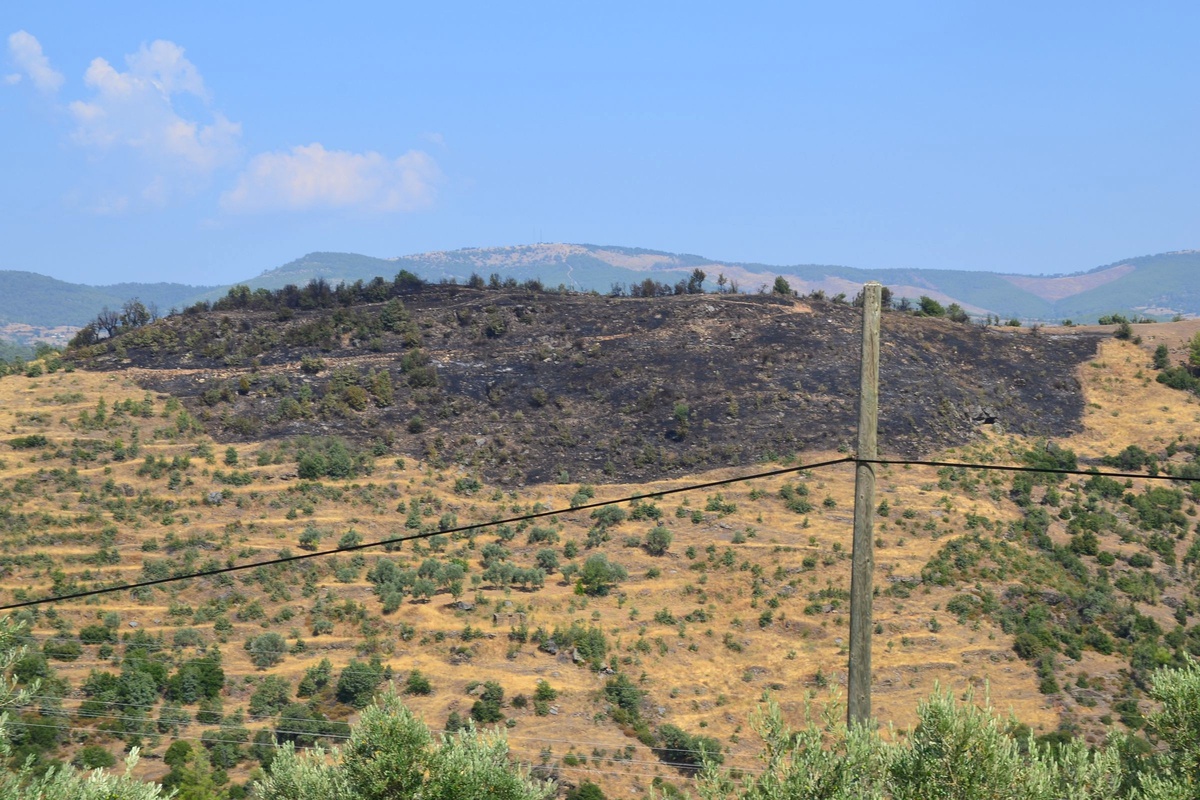 Araziye Düşen Yıldırım 30 Dönüm Zeytinliği Yaktı