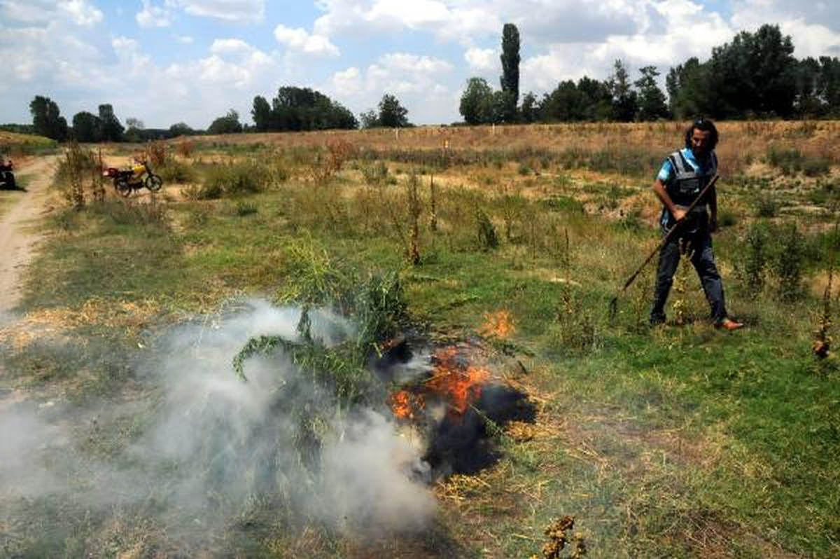 Ayçiçeği Tarlasında 150 Bin Kök Hintkeneviri