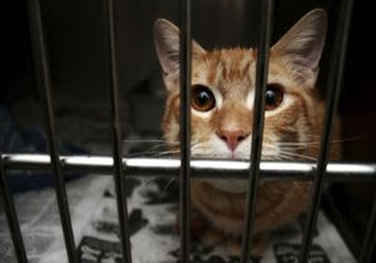 BBC: Ankaralı Kaçak Yavru Kedi İngiltere\'de