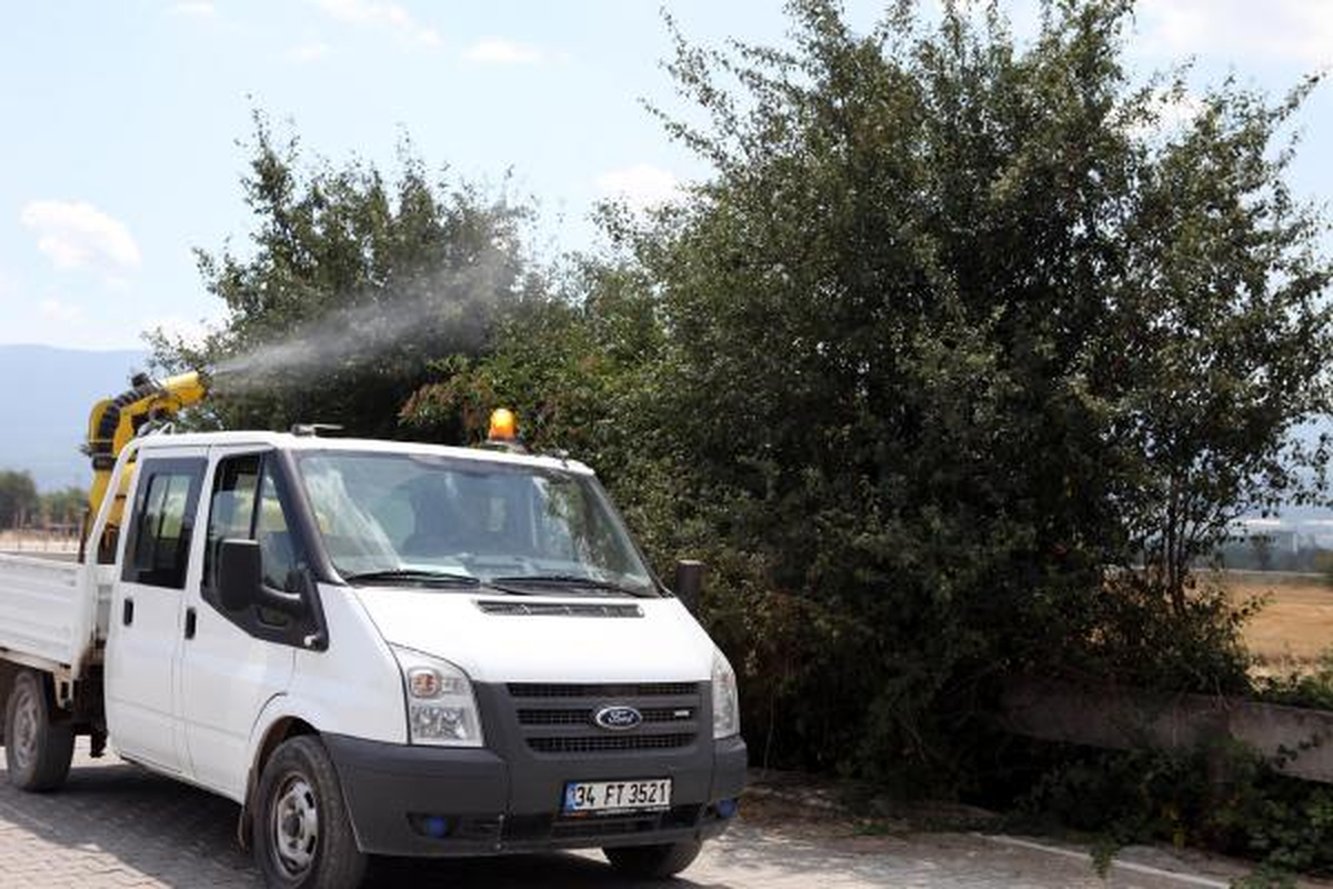 Bolu\'yu Meşe Tahtakuruları İstila Etti