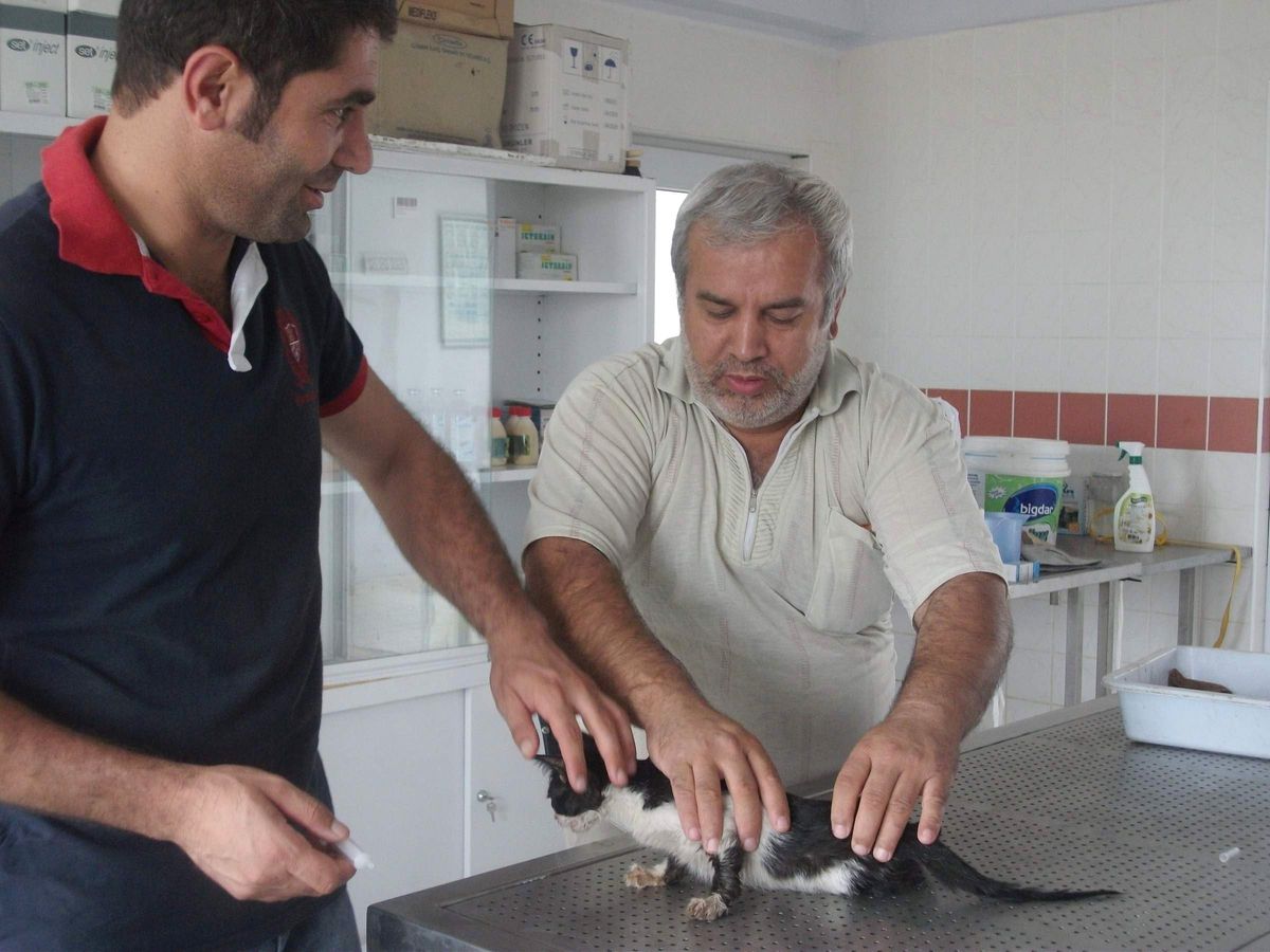 Yaralı Kediye Derman Baba Şefkati