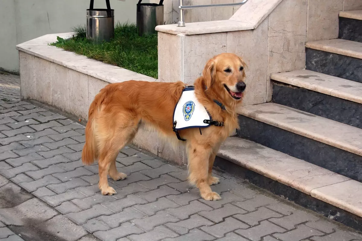 Dingo Uyuşturucu Tacirlerine Göz Açtırmıyor