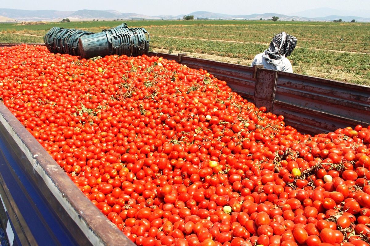 Domates Üreticileri Bu Yıl Umduğunu Bulamadı