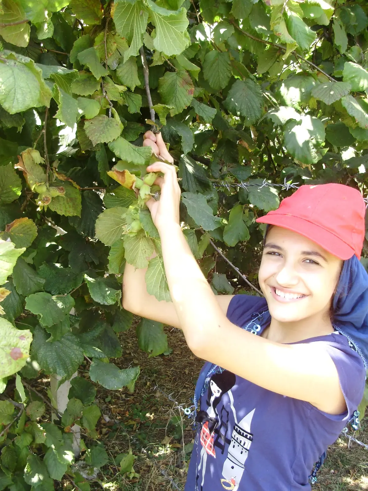 Düzce\'de Fındık Hasat Tarihleri Belirlendi