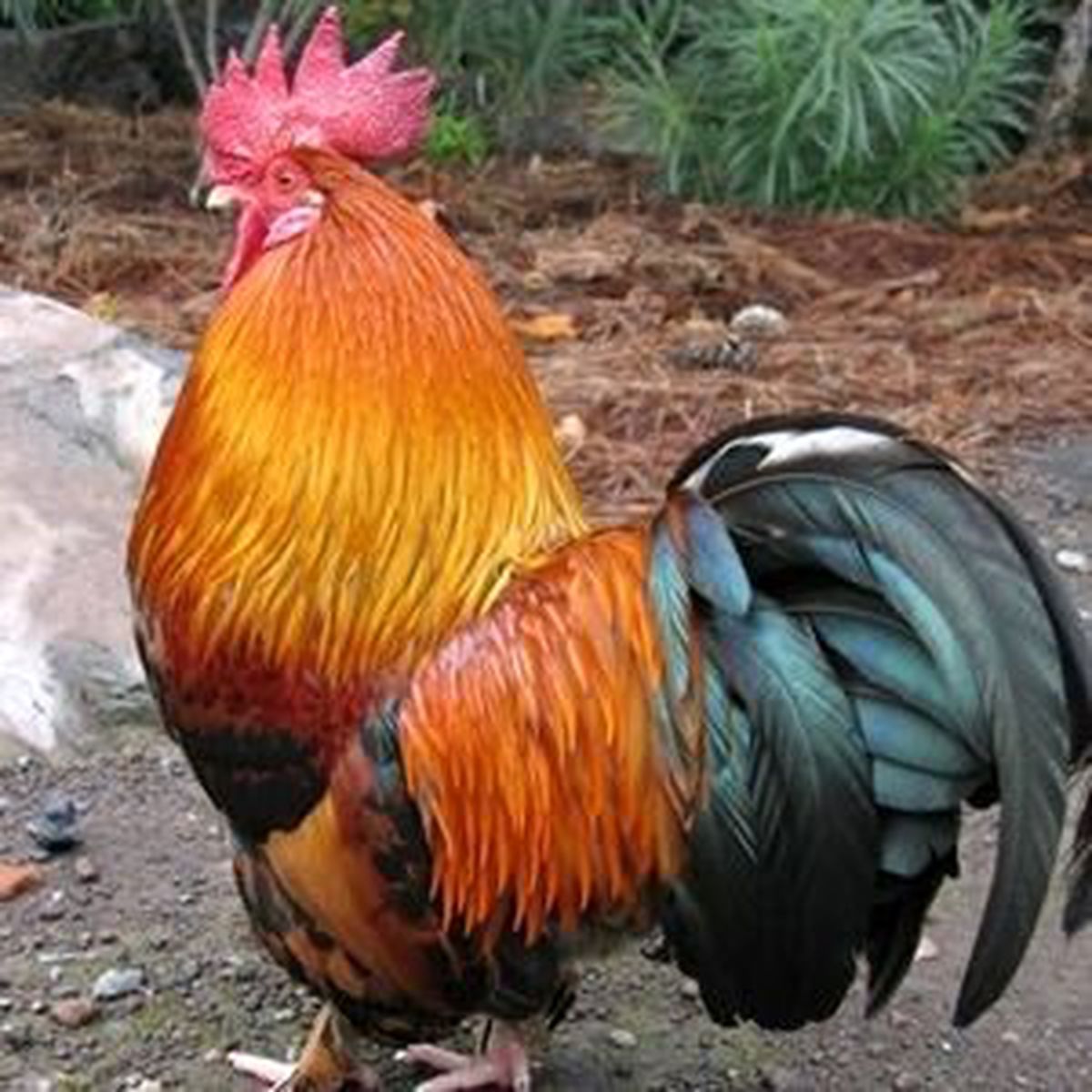 Horozun \'Anne\' Dediğini İddia Etti