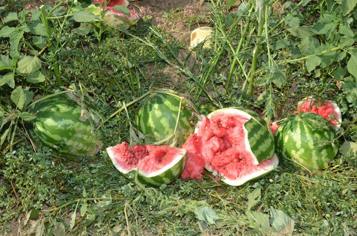 Karpuz Üreticileri Karpuz Kırdı