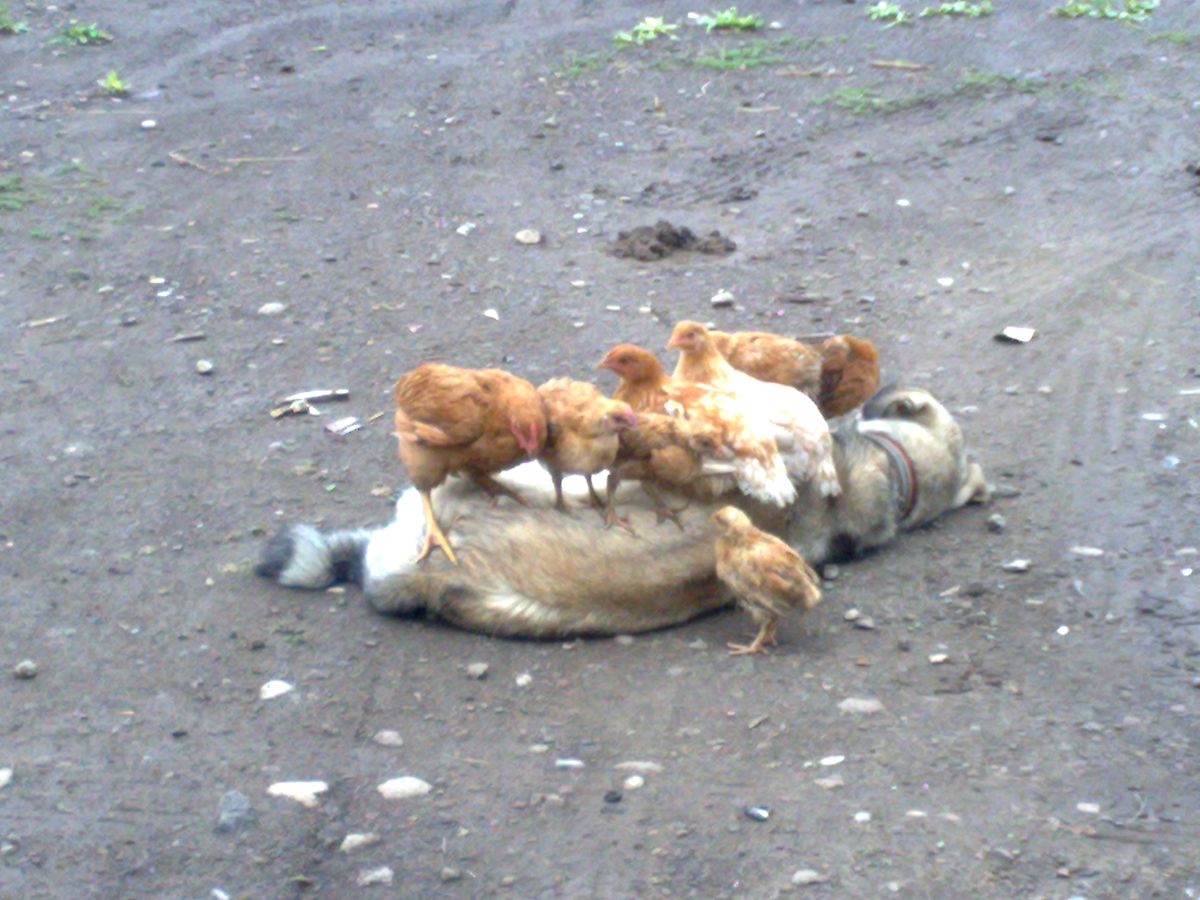 Köpekle Tavukların Dostluğu