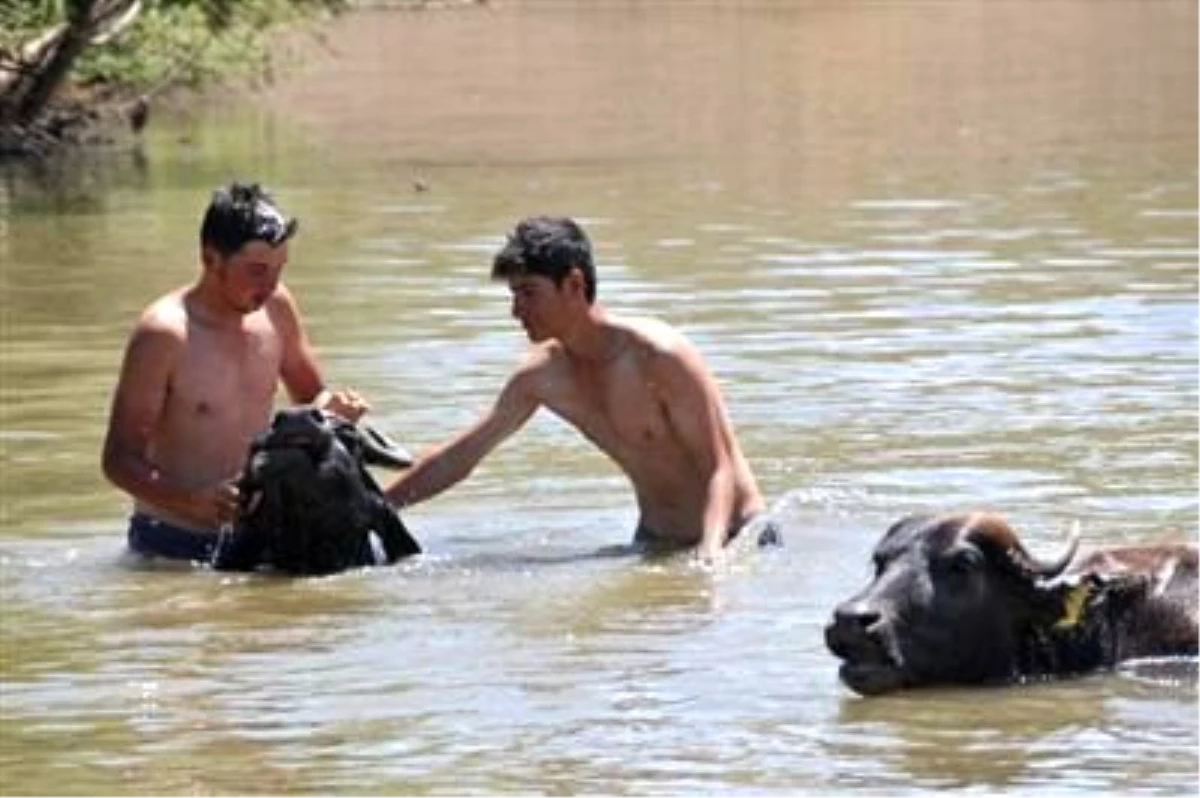 Muş\'ta Sıcaktan Bunalan Hayvanları Nehirde Serinletiyorlar