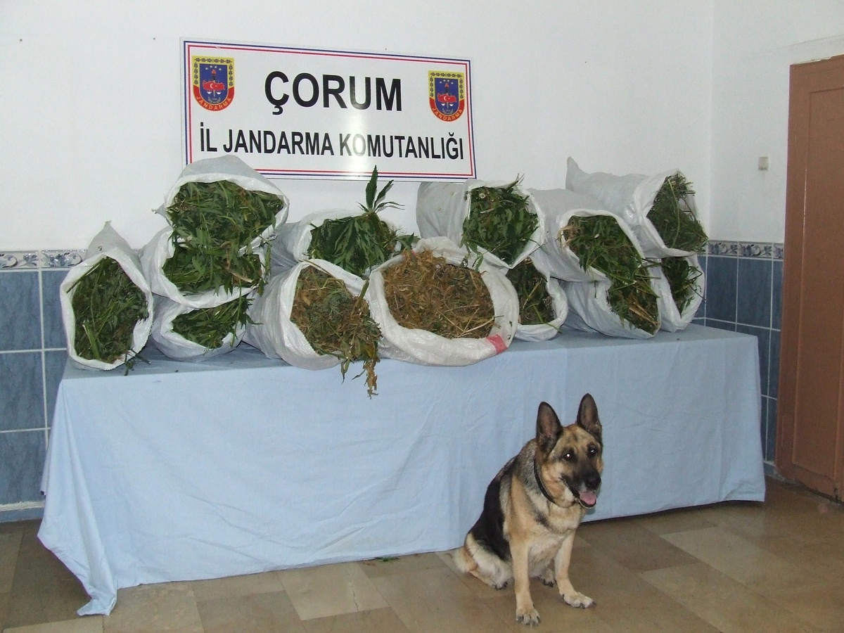 (Özel Haber) Jandarma\'dan Uyuşturucu Tacirlerine Gece Yarısı Operasyonu