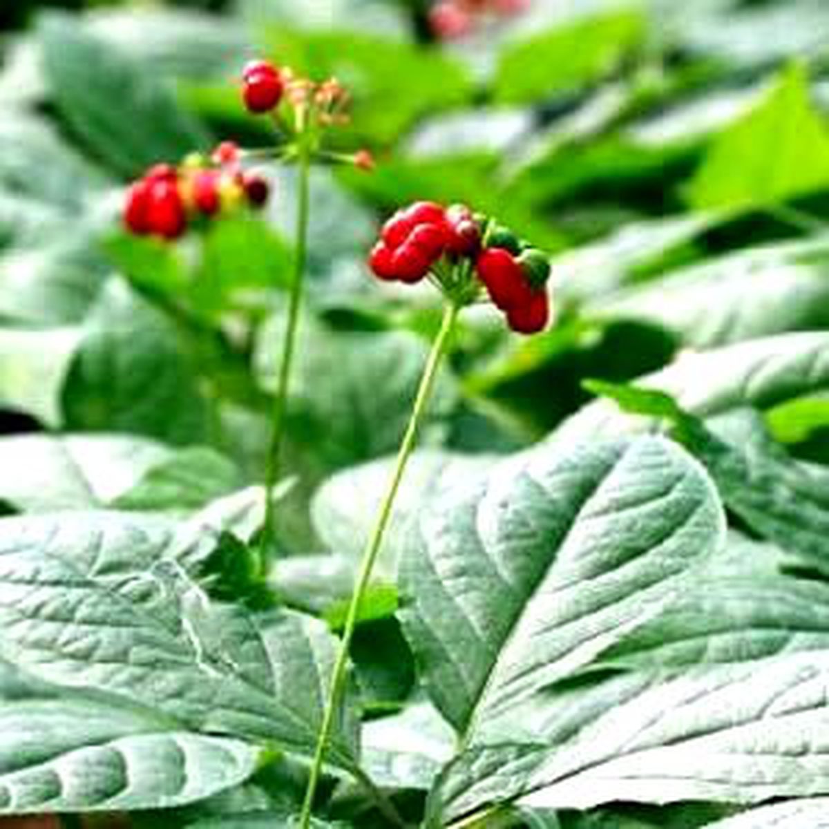 Ramazan\'ı Kolay Atlatmanın Yolu "Ginseng"Den Geçer