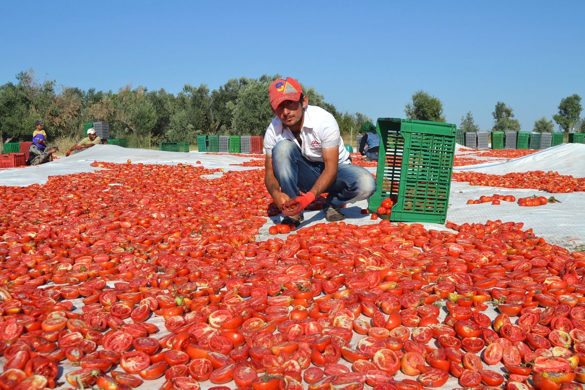 Saruhanlı\'da Domates Üreticileri Zararda