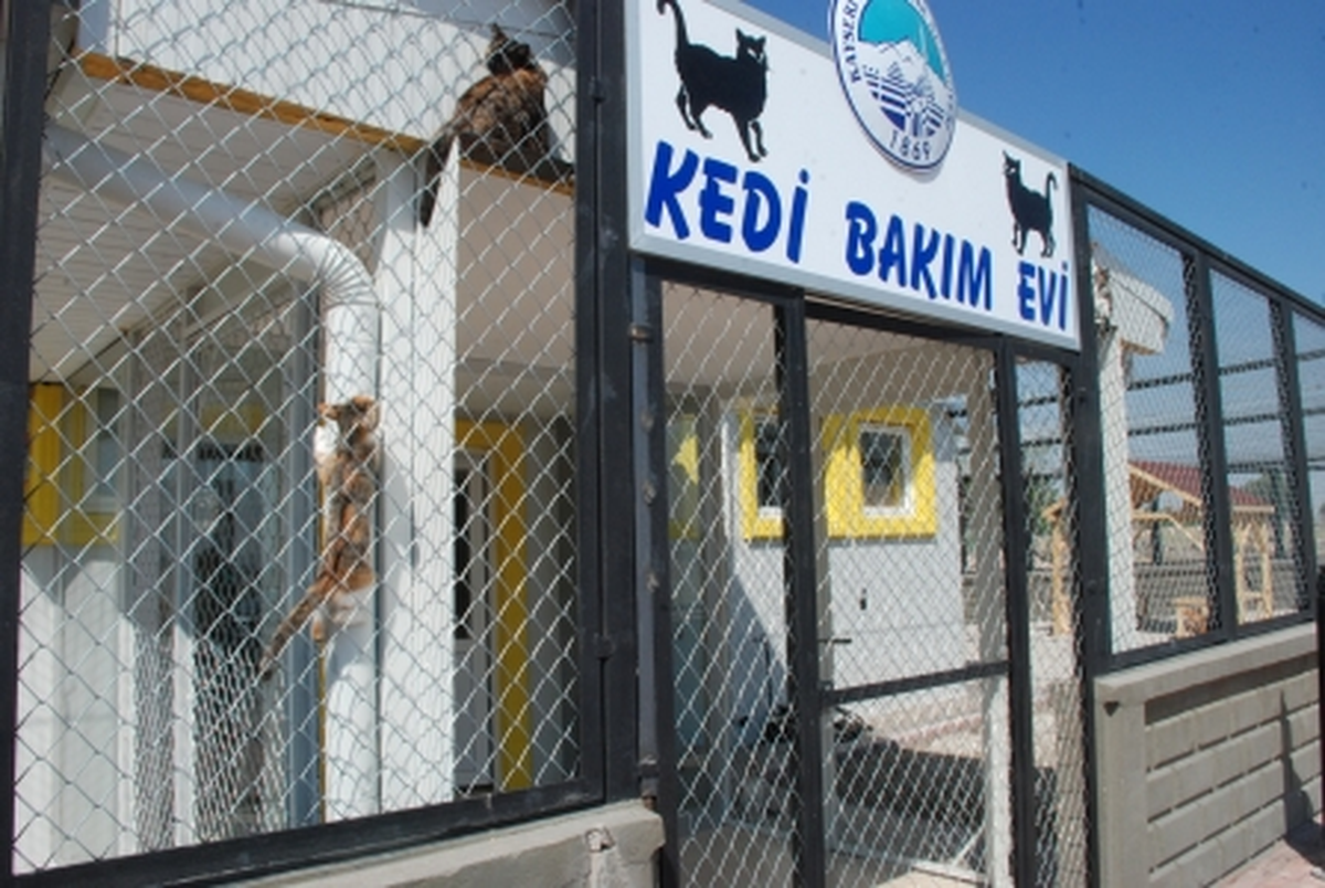 Sokak Kedileri Ev\'lendi