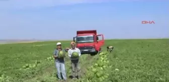 Yozgat'ta Organik Karpuz Hasadı Başladı