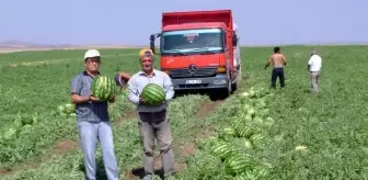 Yozgat'ta Organik Karpuza Büyük İlgi