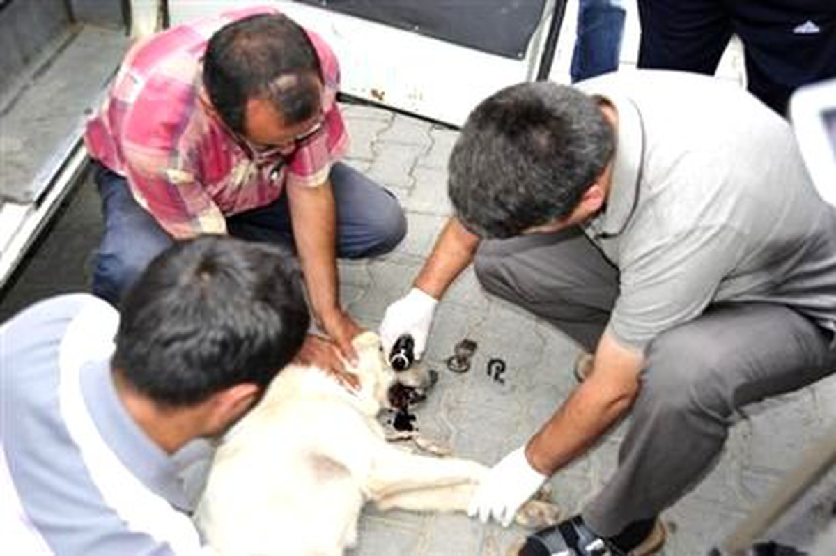 Ağzına Demir Kanca Saplanan Köpek, Bir Mesajla Tedavi Edildi